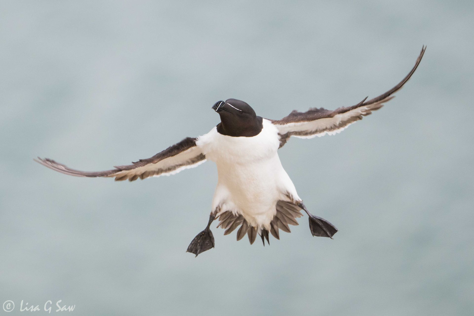 Razorbill coming in to land