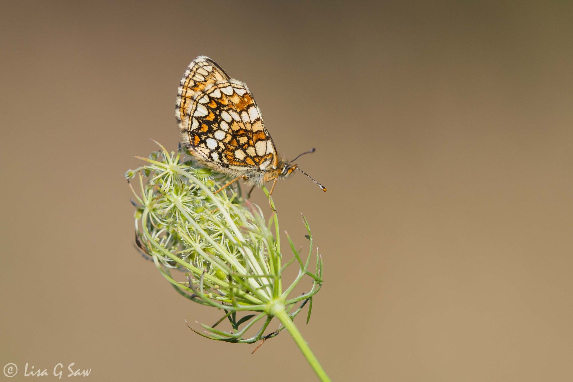 Nickerl's Fritillary butterfly, underwing view
