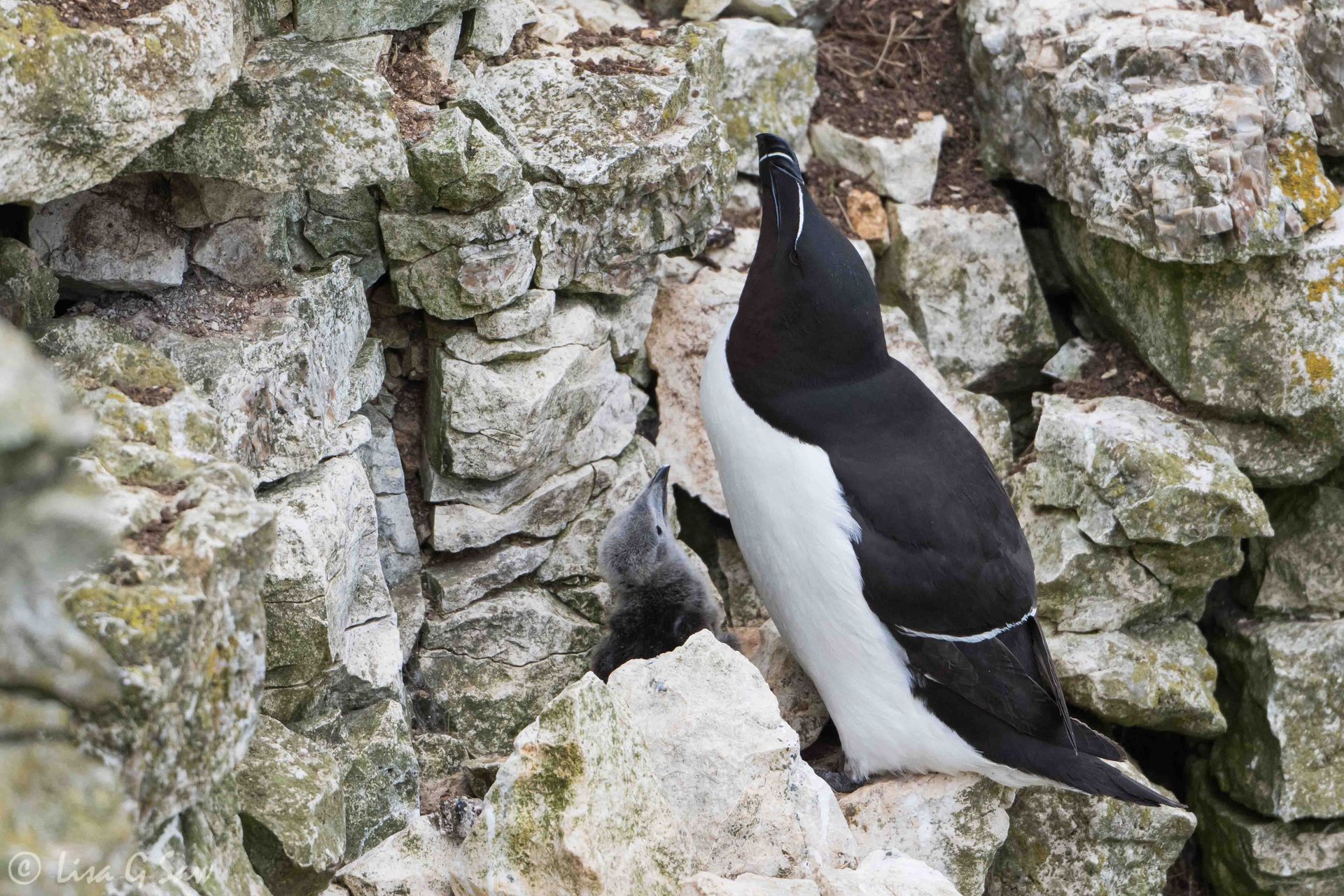 Razorbill with young chick