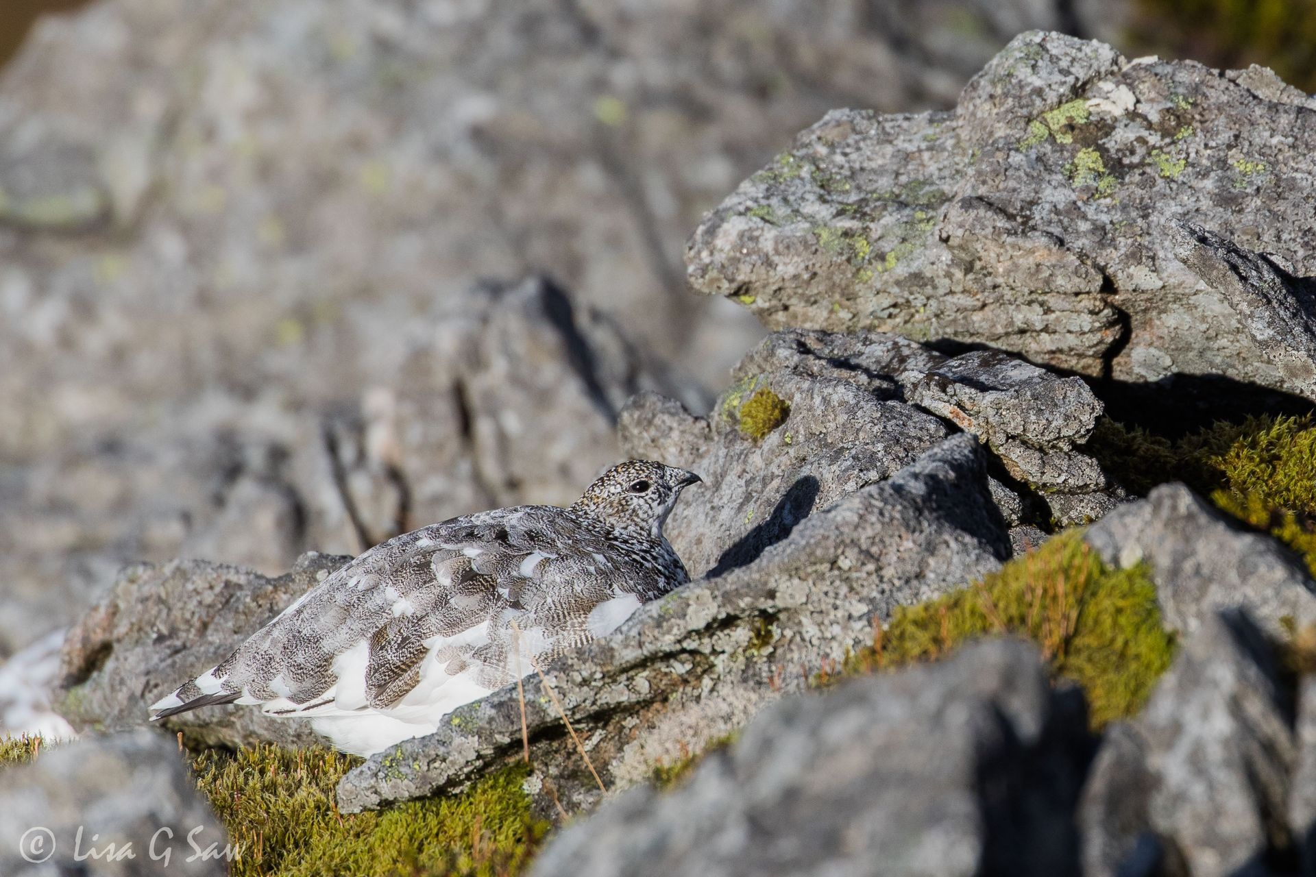 Ptarmigan blending in with the roc
