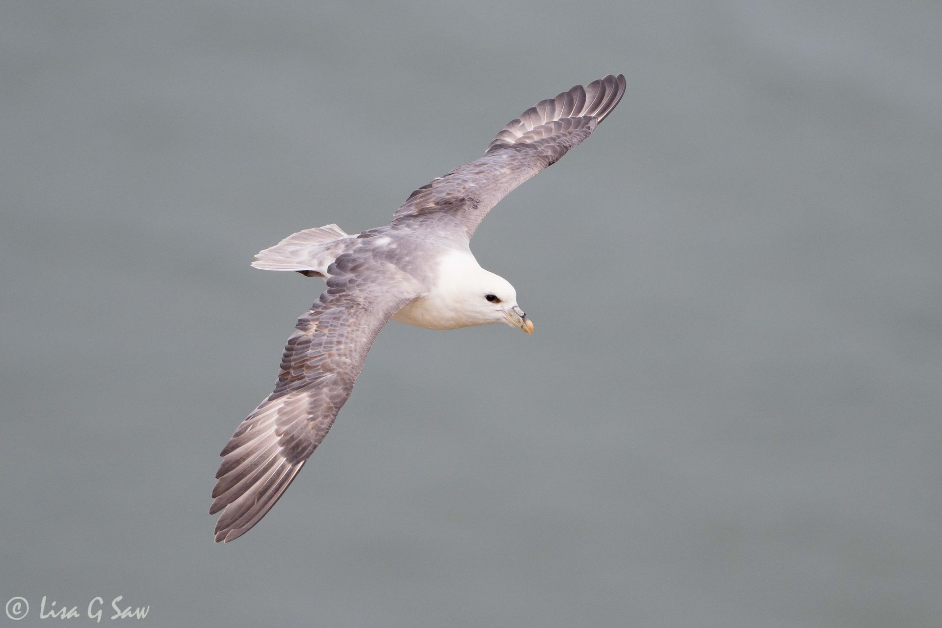 Northern Fulmar flying