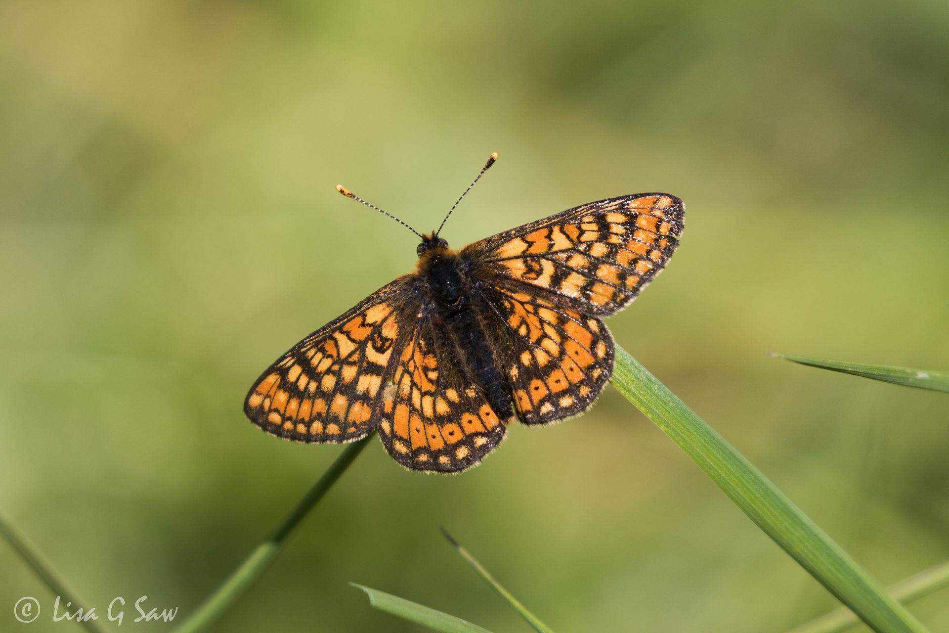 Marsh Fritillary