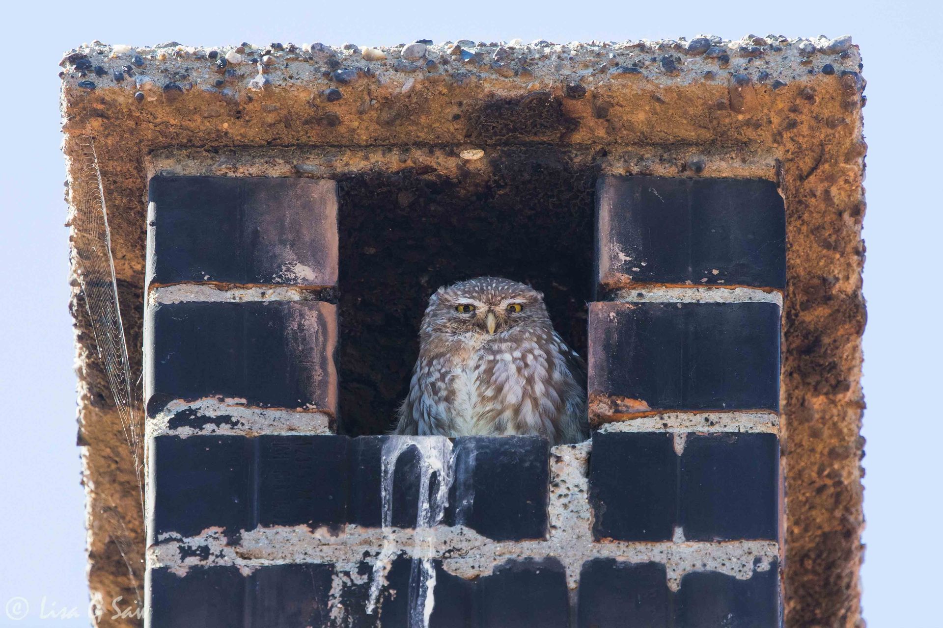 Little Owl in chimney