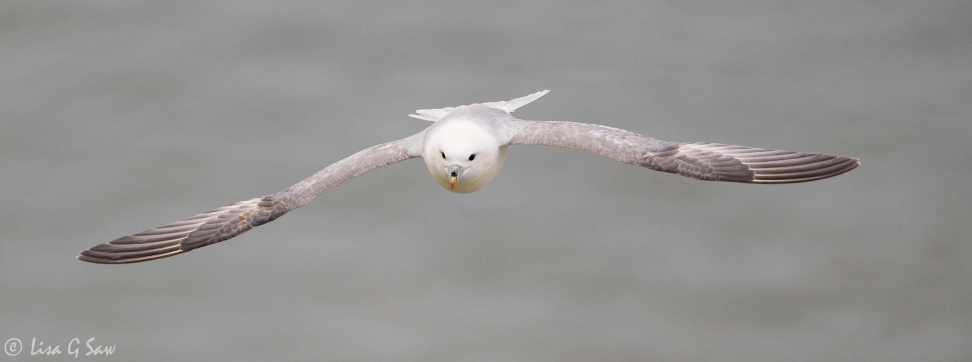 Northern Fulmar flying
