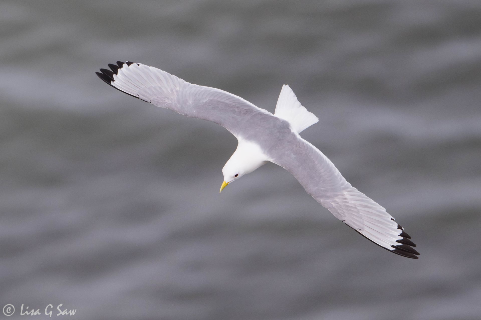 Kittiwake flying
