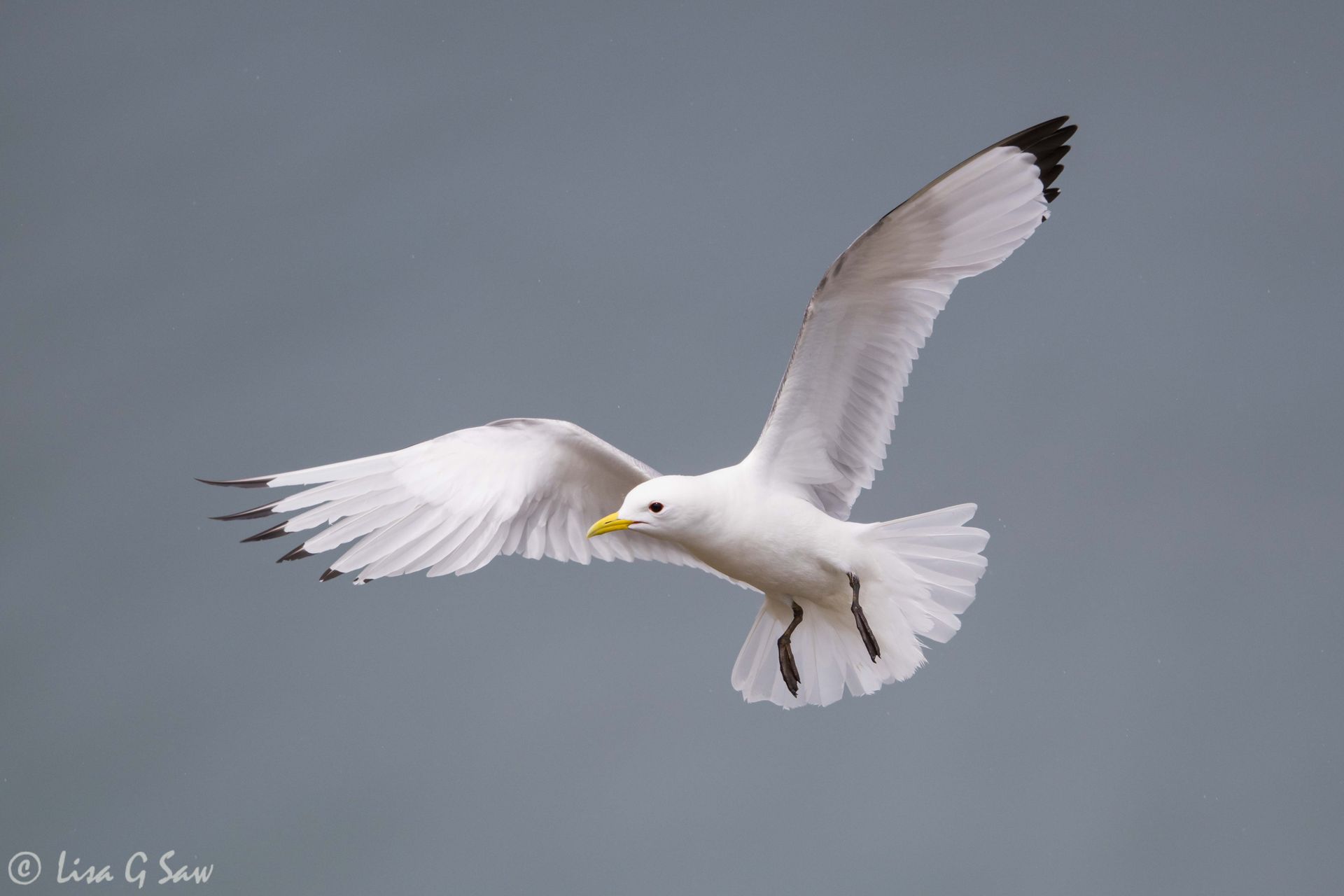 Kittiwake coming in to land