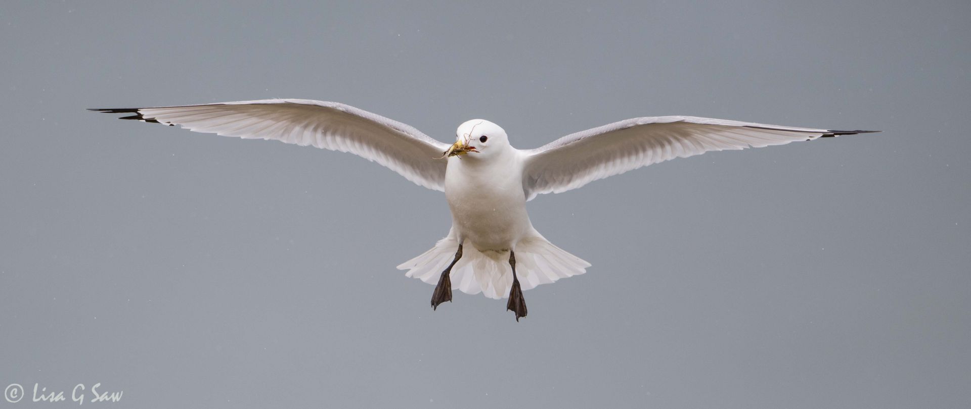 Kittiwake with nesting material in beak