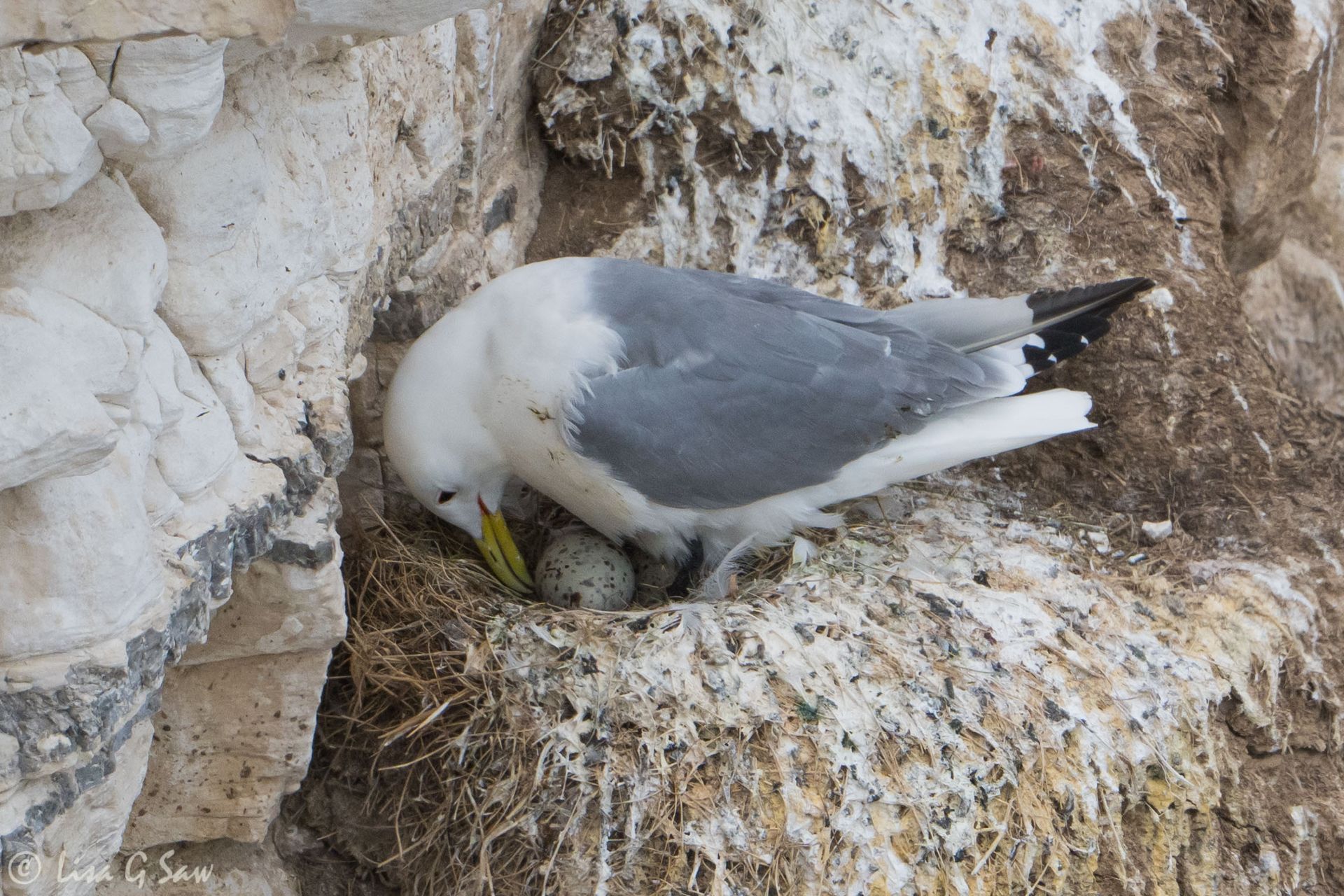 Kittiwake tending to egg in the nest
