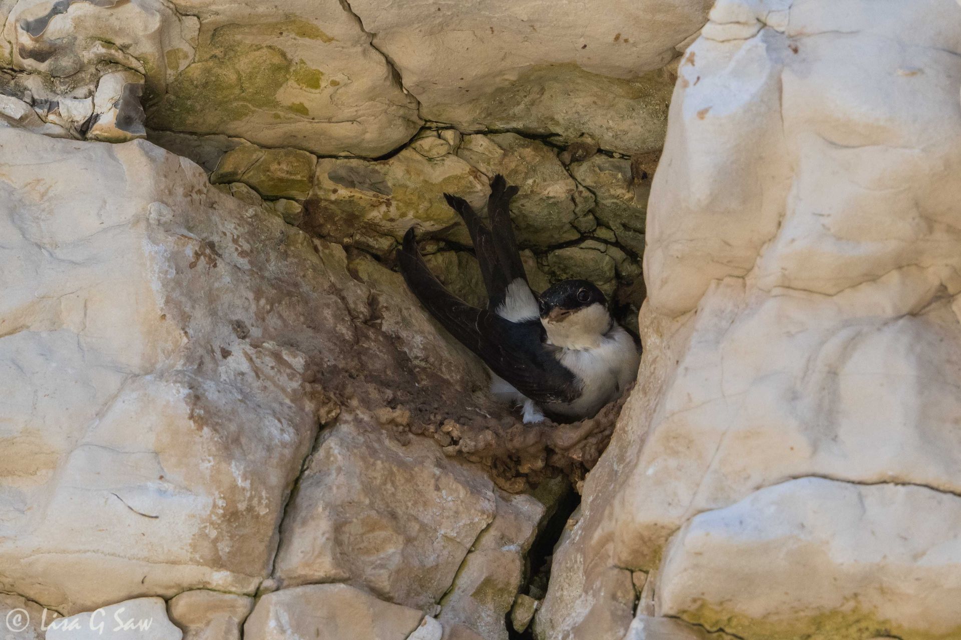 House Martin sitting on nest in the cliff wall