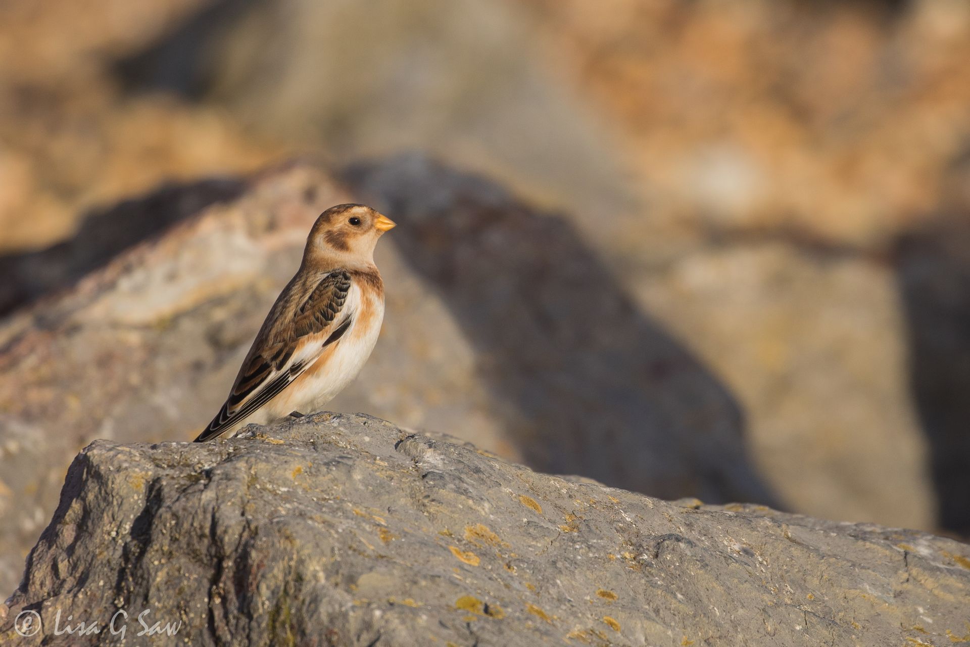 Snow Bunting on Worthing Beach side on profile