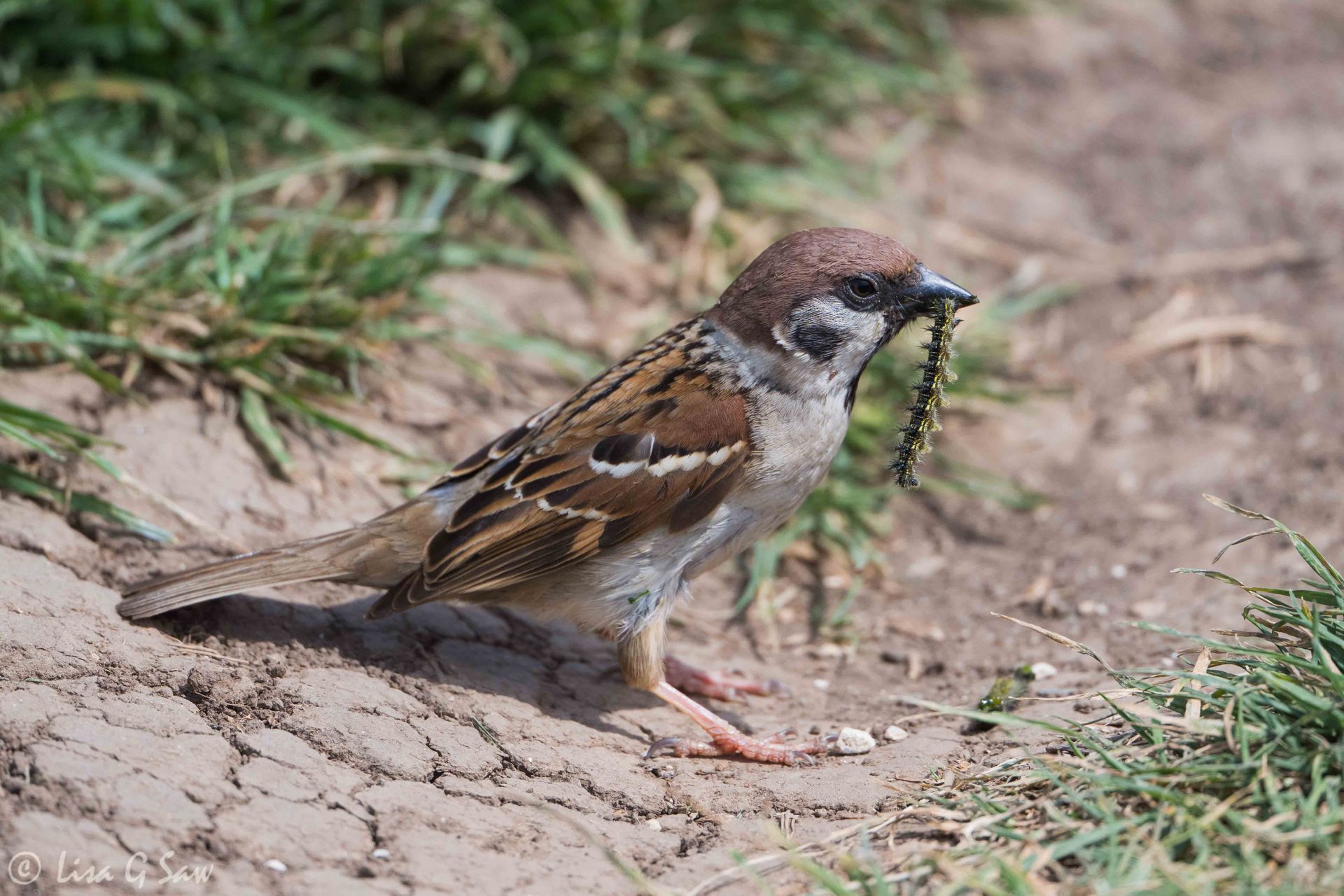 Tree Sparrow with caterpillar in beak