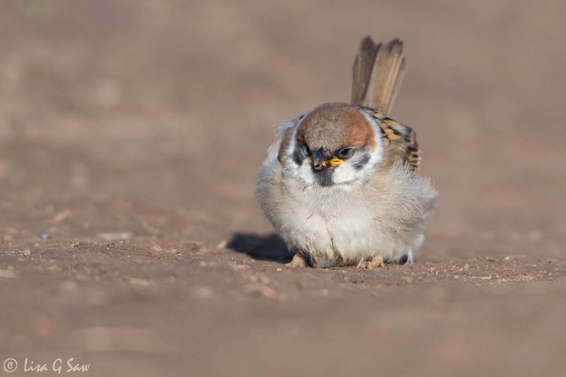 Tree Sparrow fledgling on ground