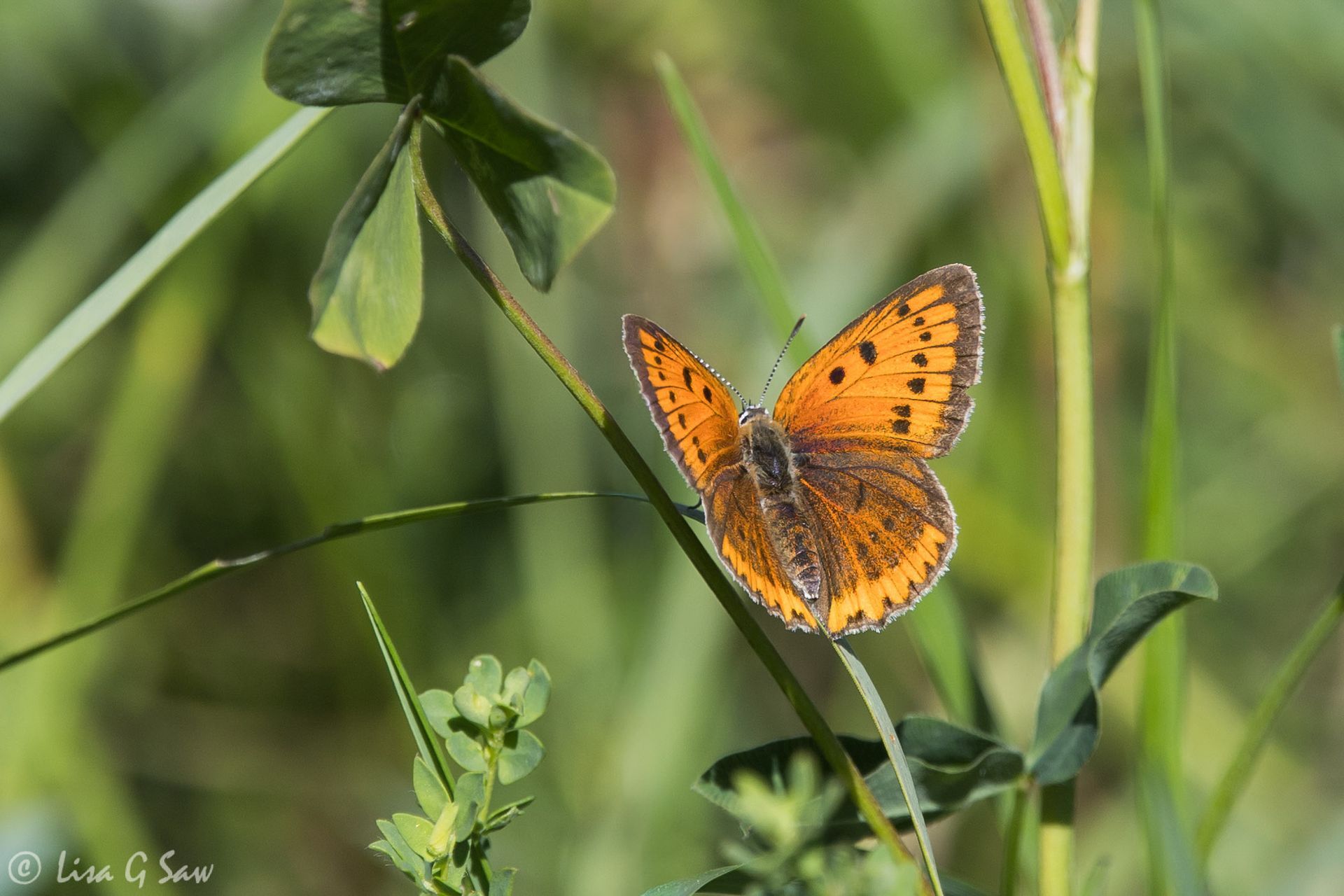 Female Large Copper butterfly, upperwing view