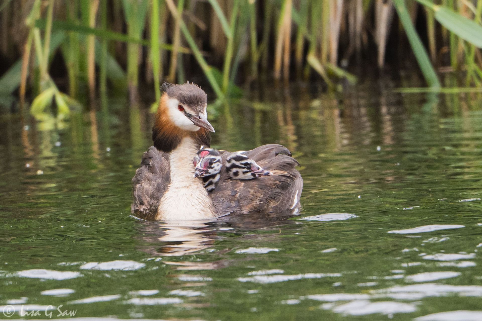 Great Crested Grebe with two chicks on her back