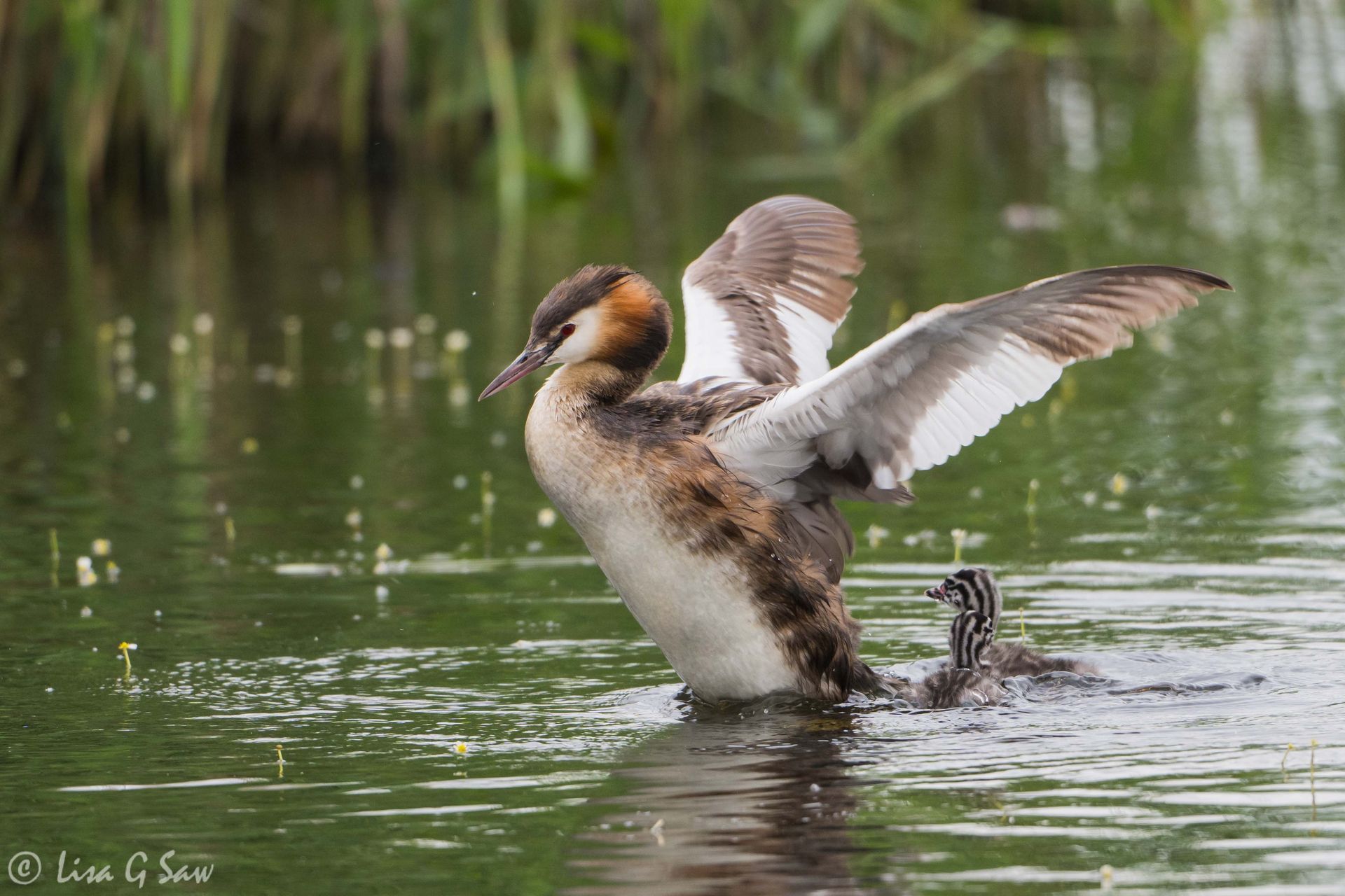Great Crested Grebe flapping wings with two chicks in water