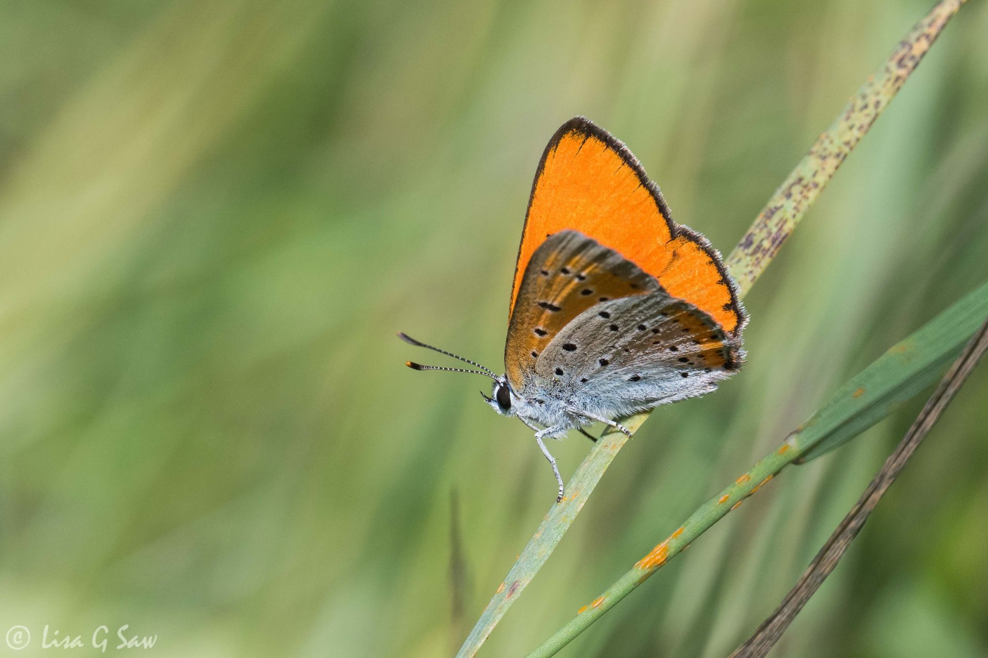 Male Large Copper butterfly, underwing view