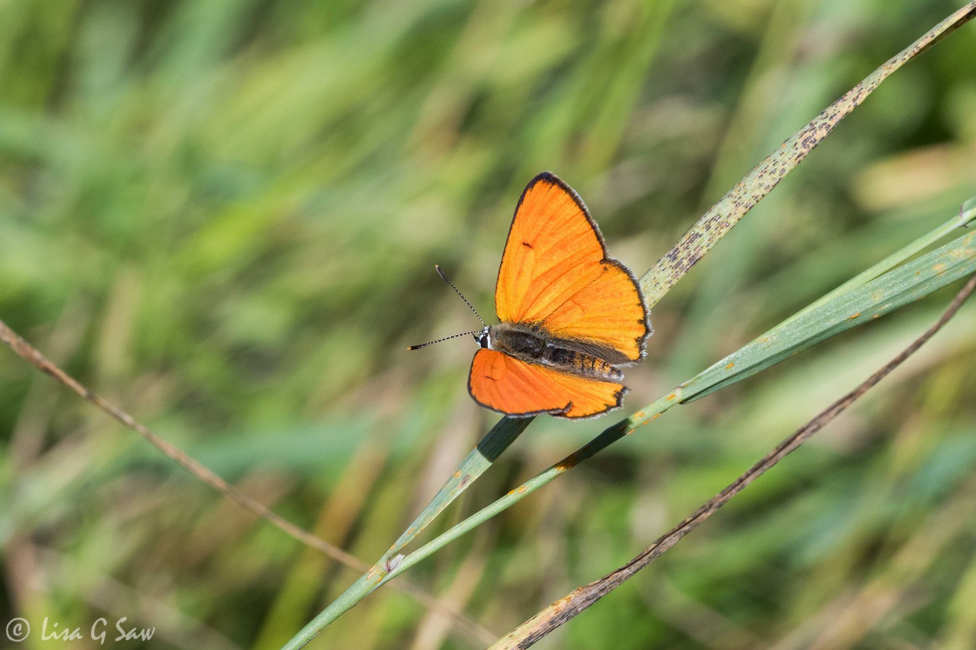 Male Large Copper butterfly, upperwing view