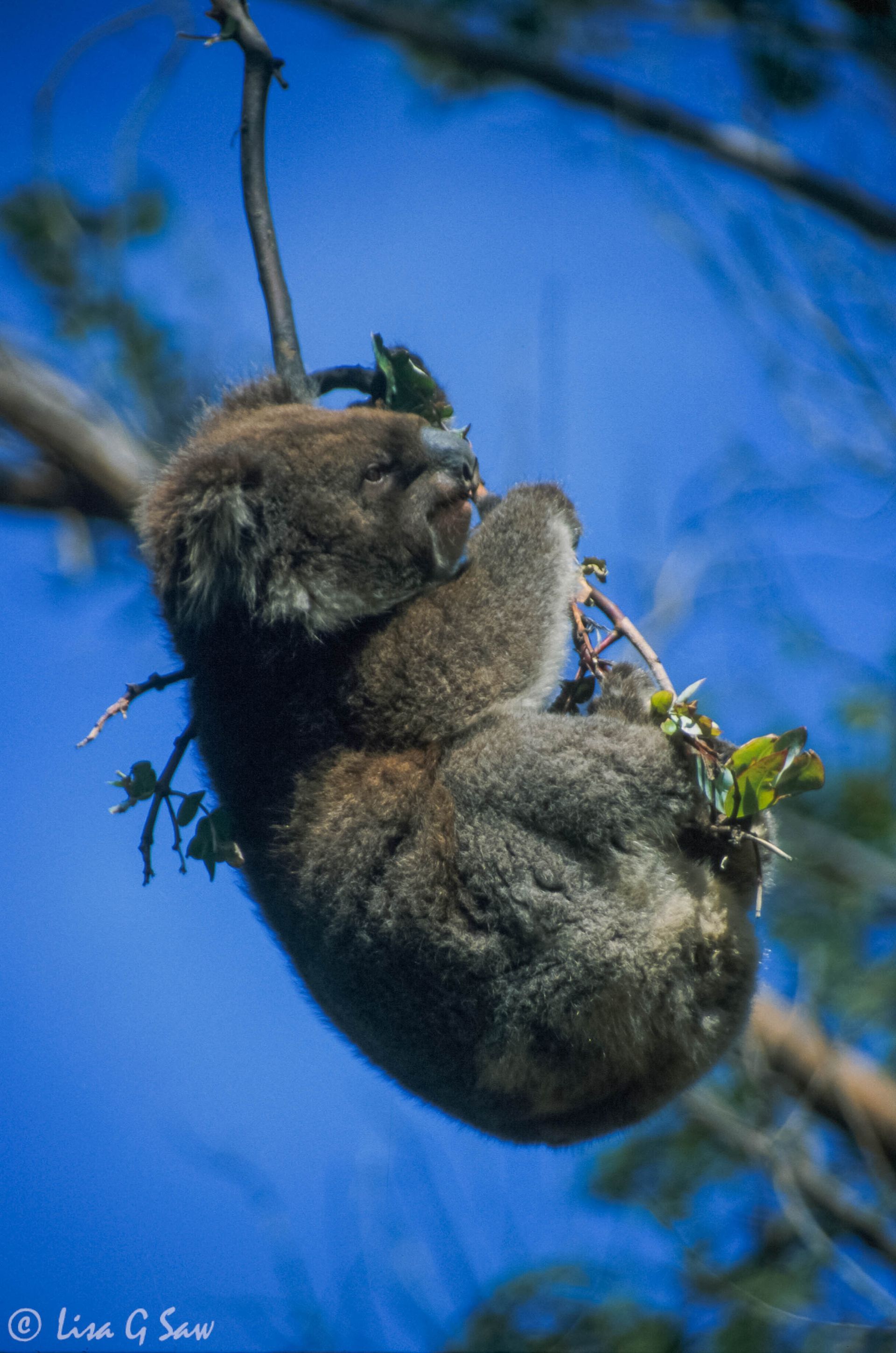 Koala, Hanson Bay Wildlife Sanctuary, Kangaroo Island