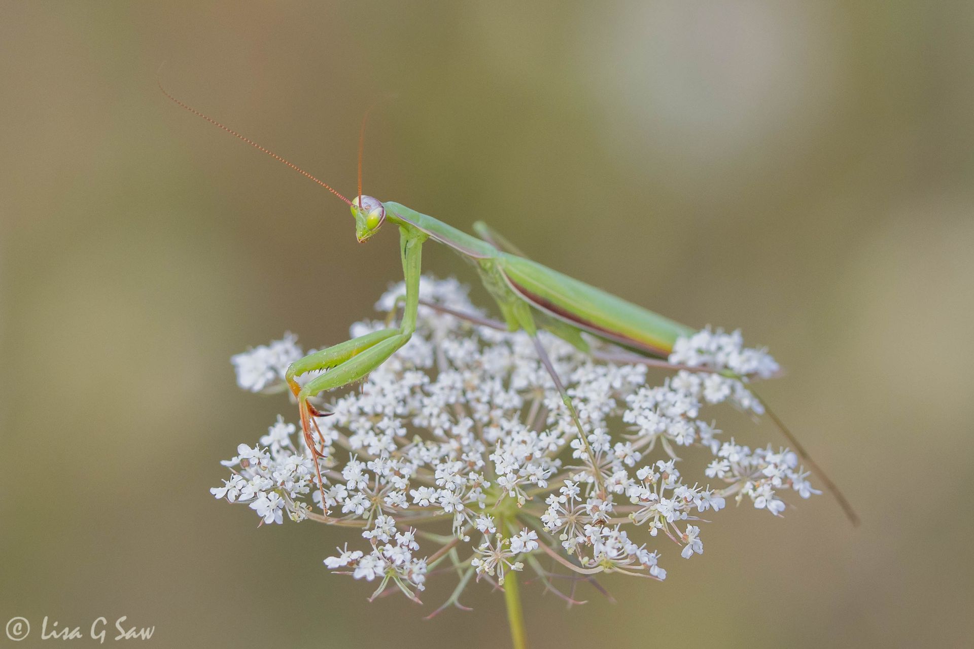 Praying Mantis