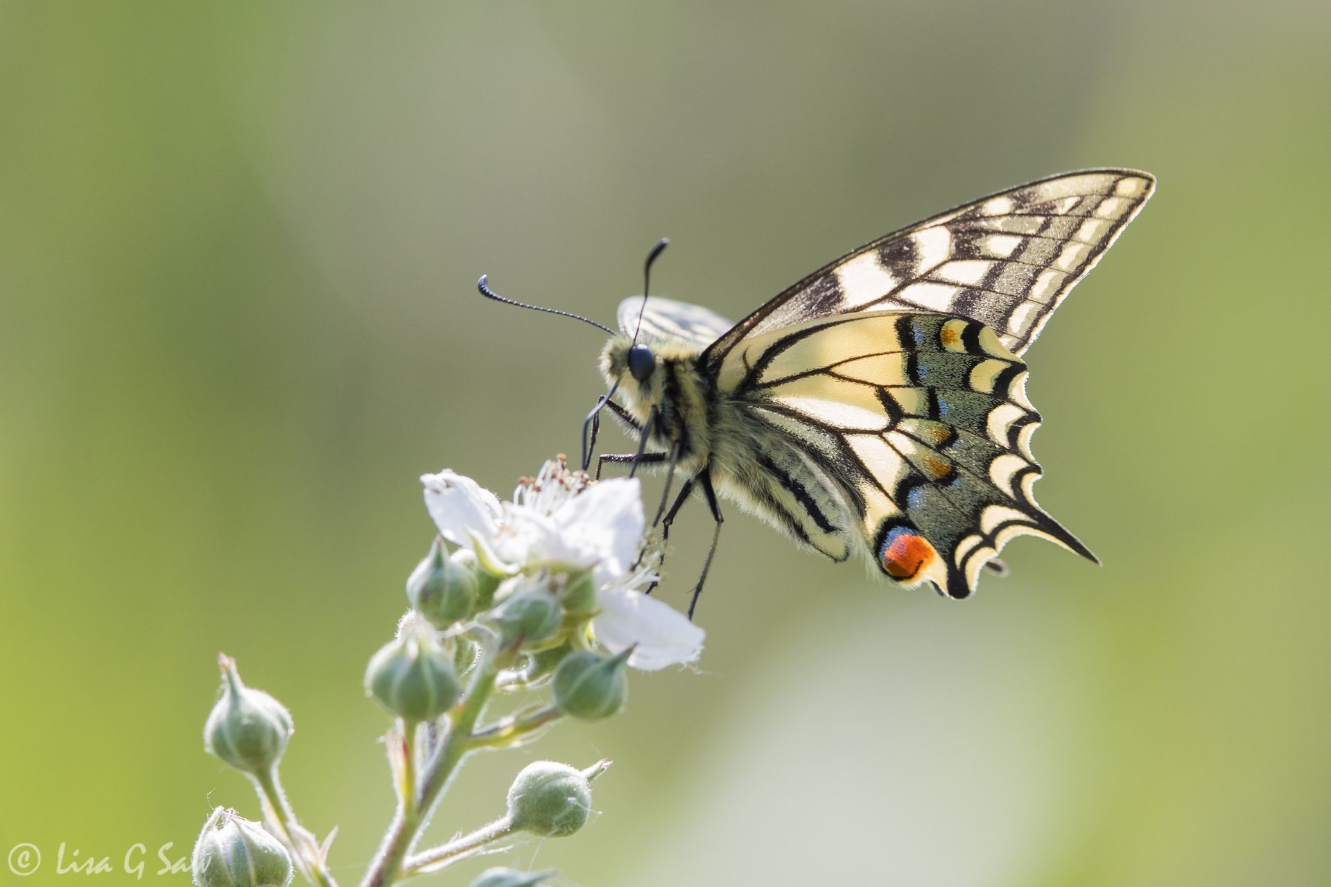 Swallowtail