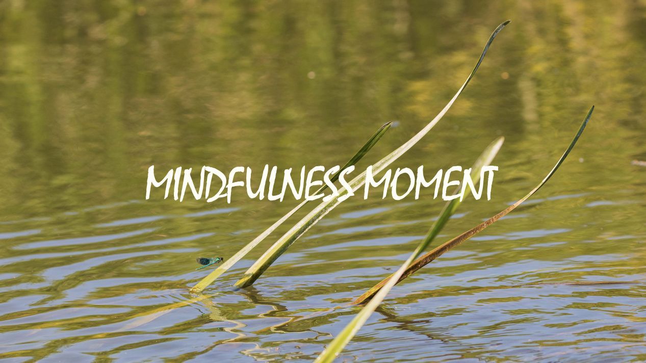 Banded Demoiselle perched on reed above water