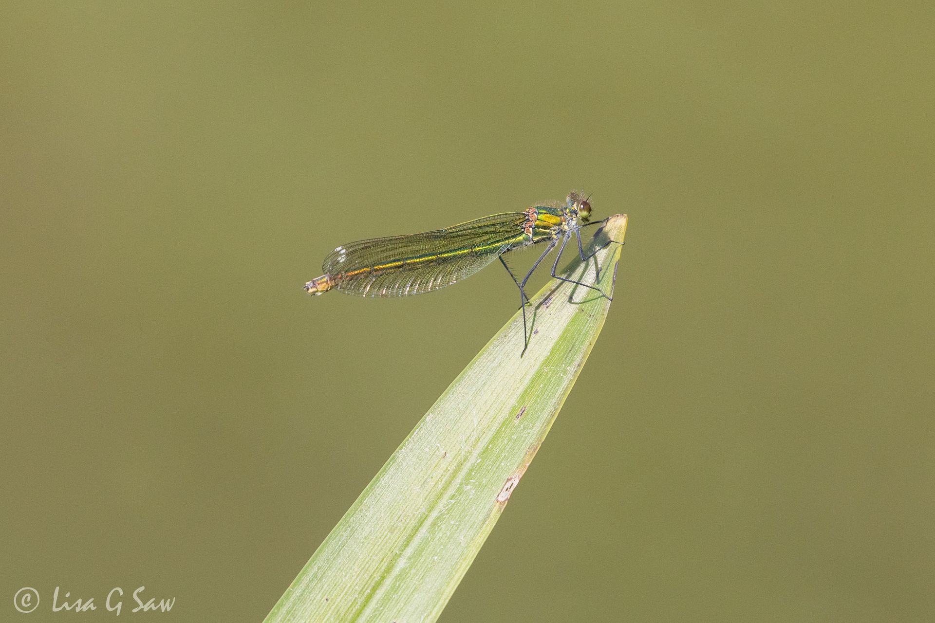 Female Banded Demoiselle on Reed