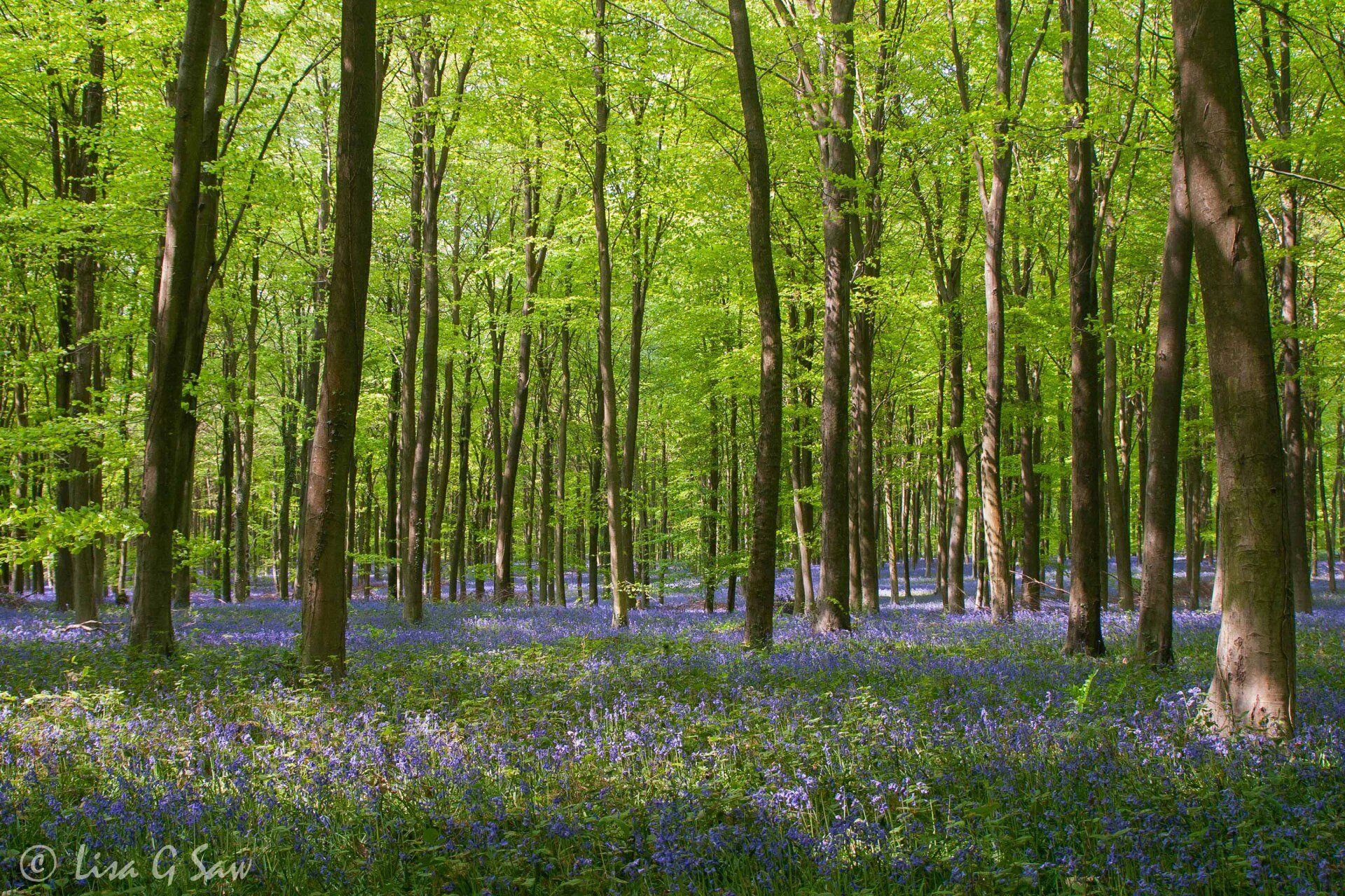 Bluebells amongst the Beach Trees