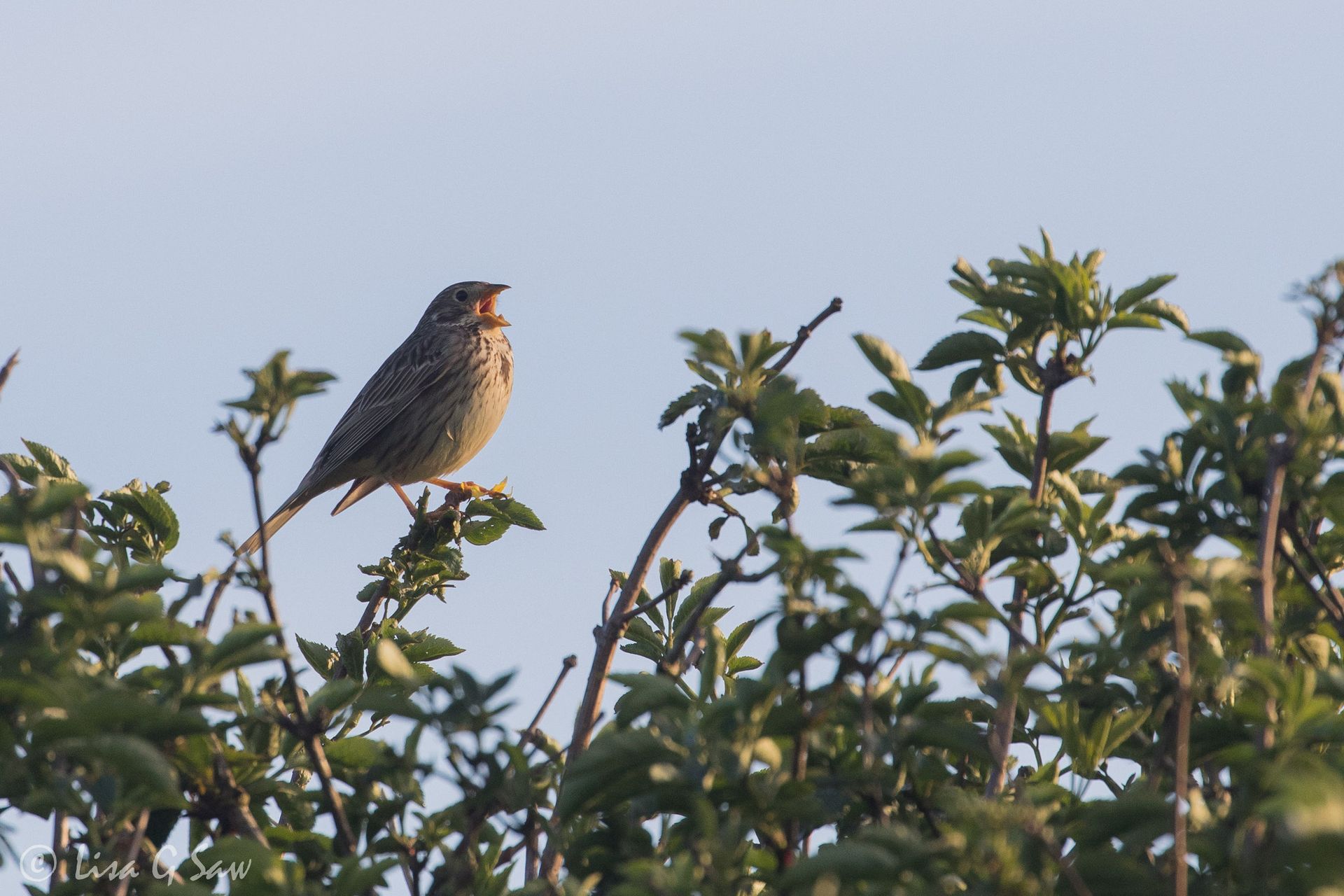 Corn Bunting singing at top of the tree