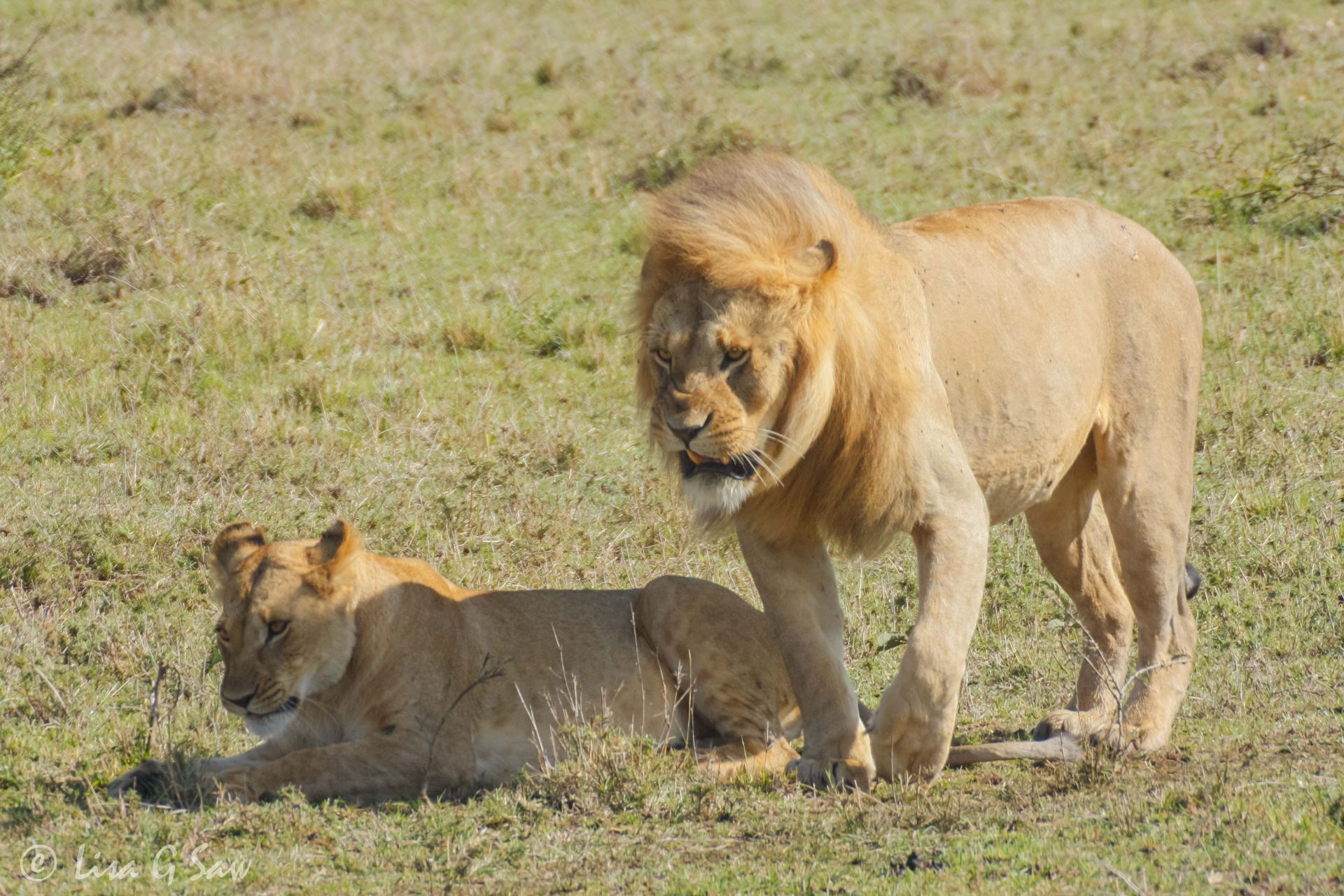 Male and female African Lion