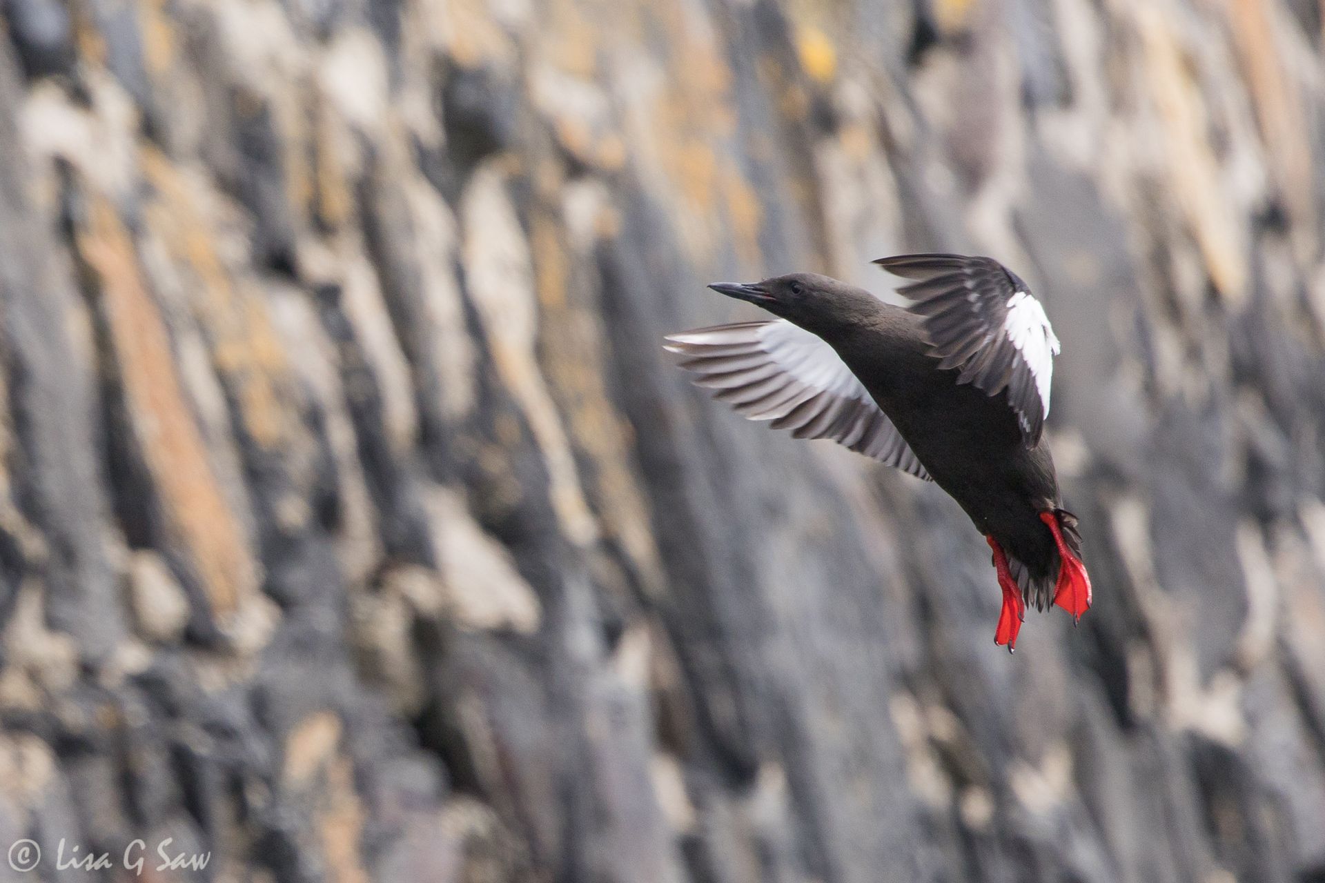 Black Guillimot flying, Oban