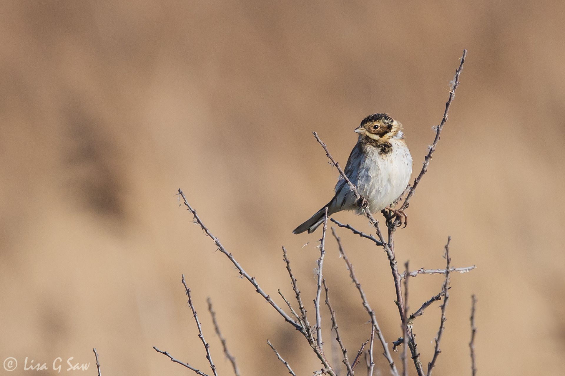 Reed Bunting perched on bare twigs