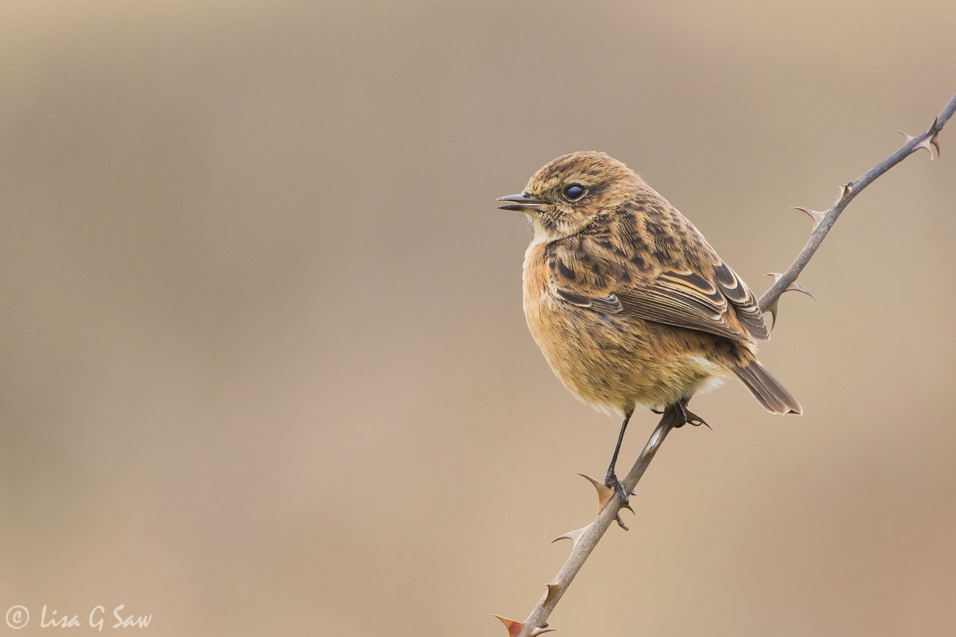 Female Stonechat on perch with beak open