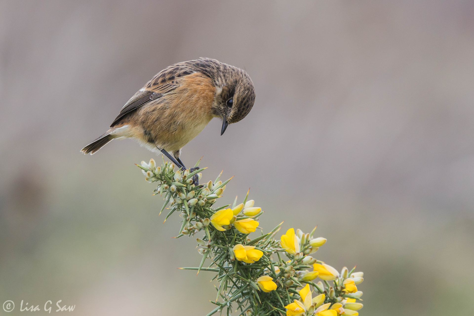 Female Stonechat looking down, perched on gorse