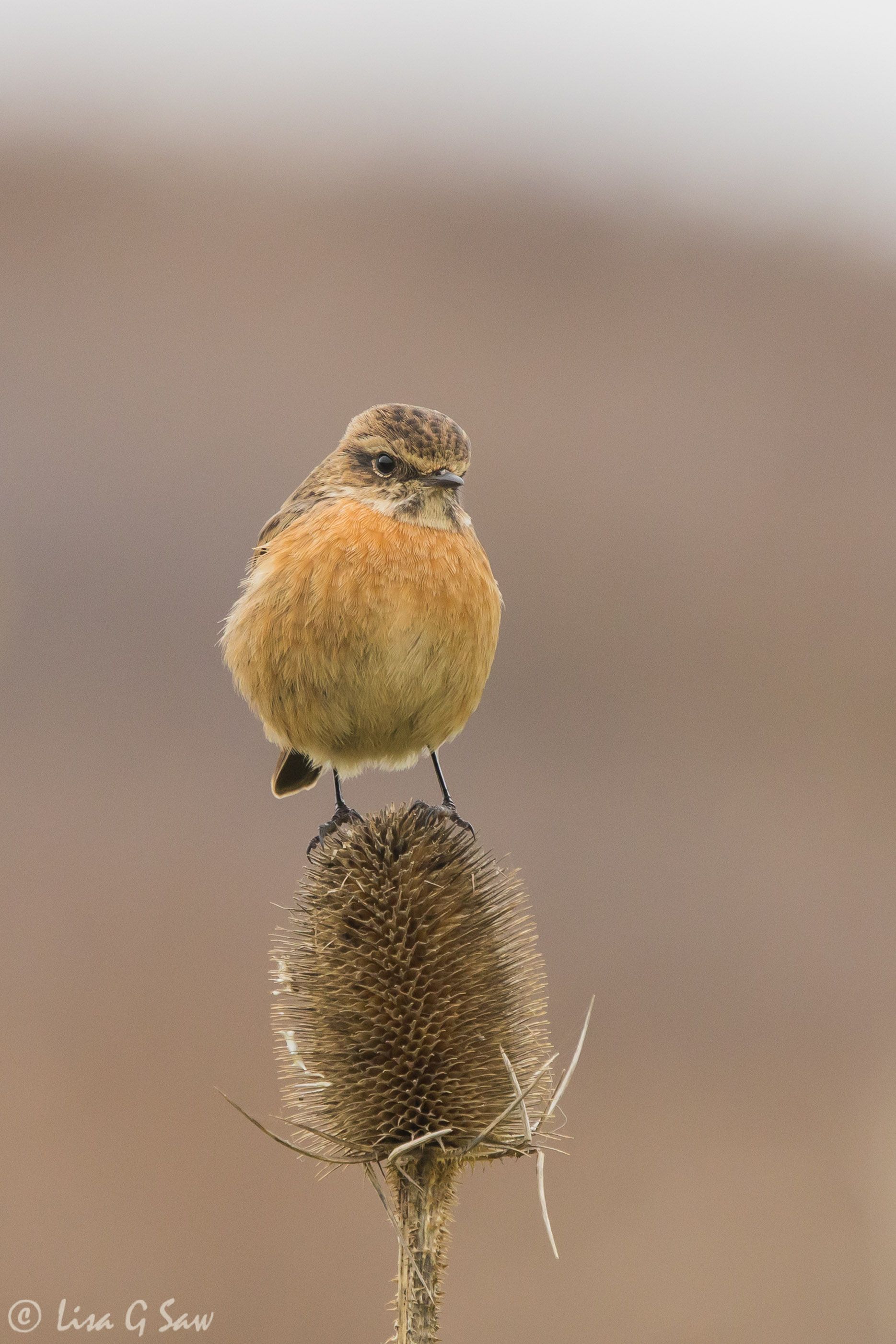 Female Stonechat perched on teasel