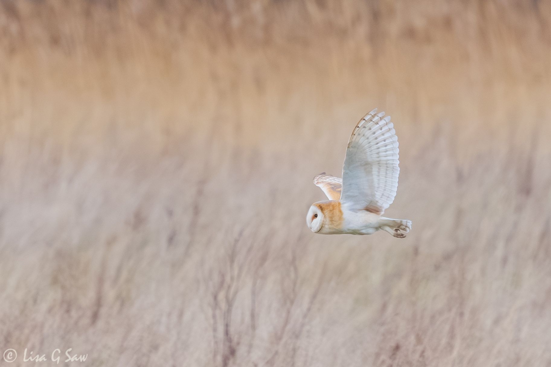 Barn Owl flying with above grasses