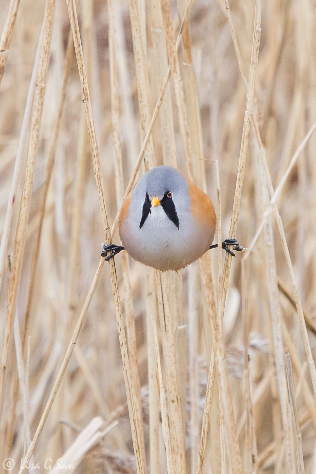 Male Bearded Tit doing the splits