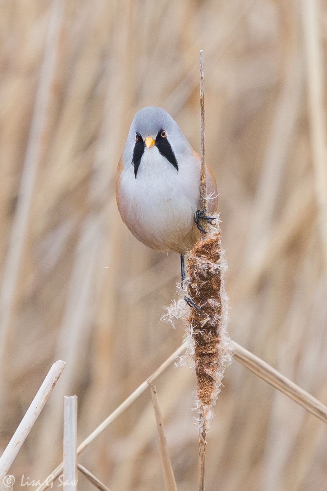 Front on view of a male Bearded Tit on reed