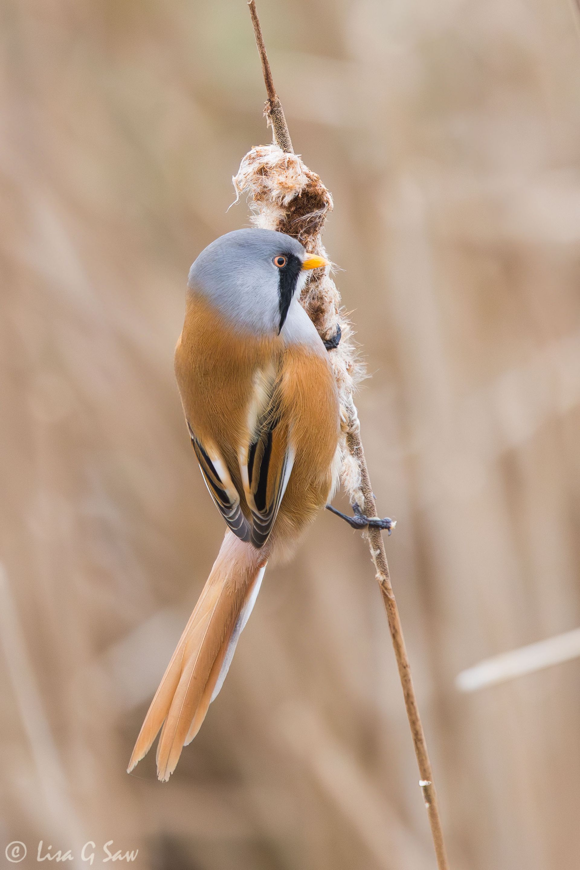 Side on view of a male Bearded Tit on reed