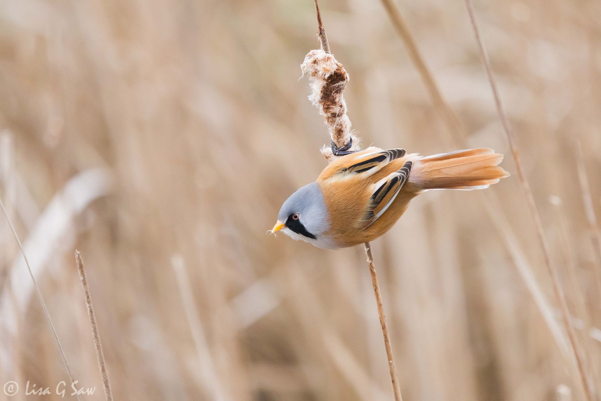 Male Bearded Tit about to take flight