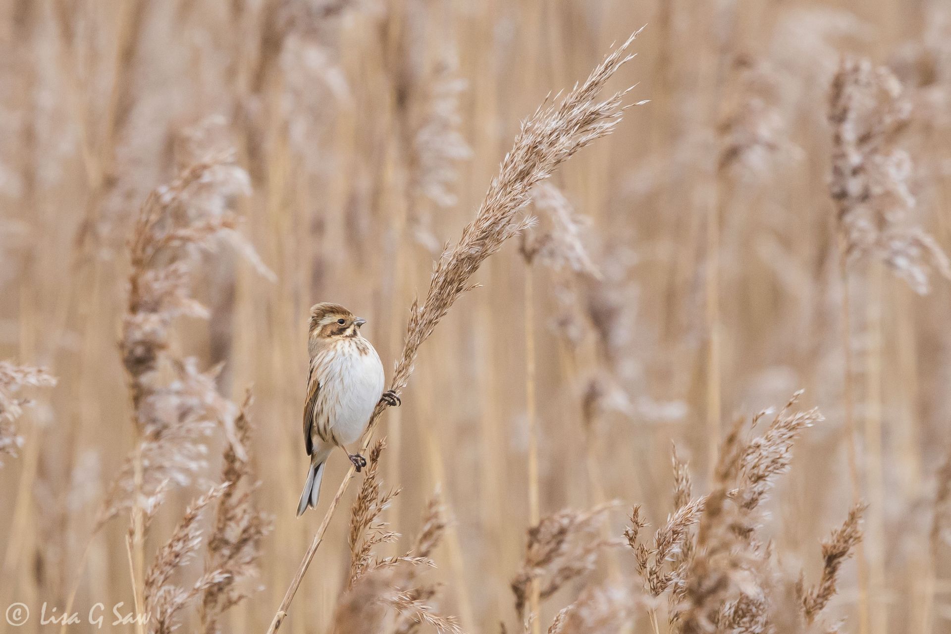 Female Reed Bunting on tall grass