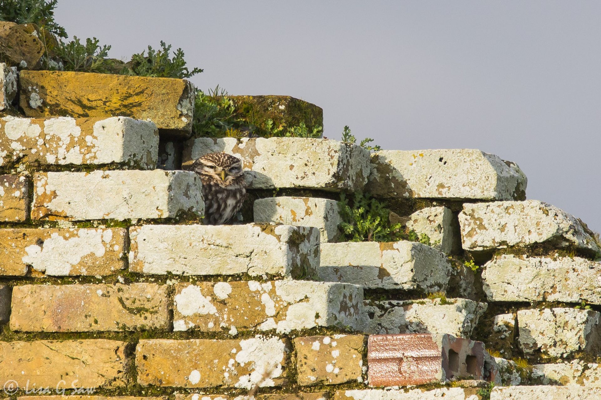 Little Owl hiding on an old stone wall