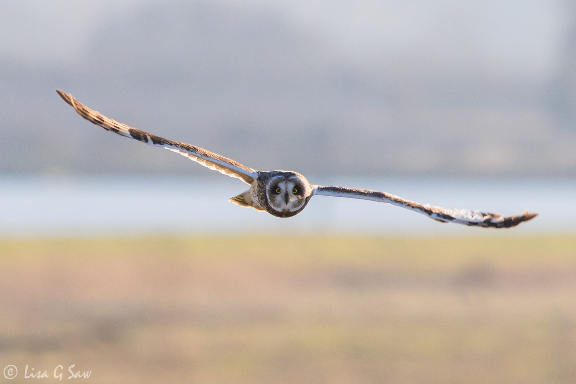 Short-Eared Owl front on flying towards me