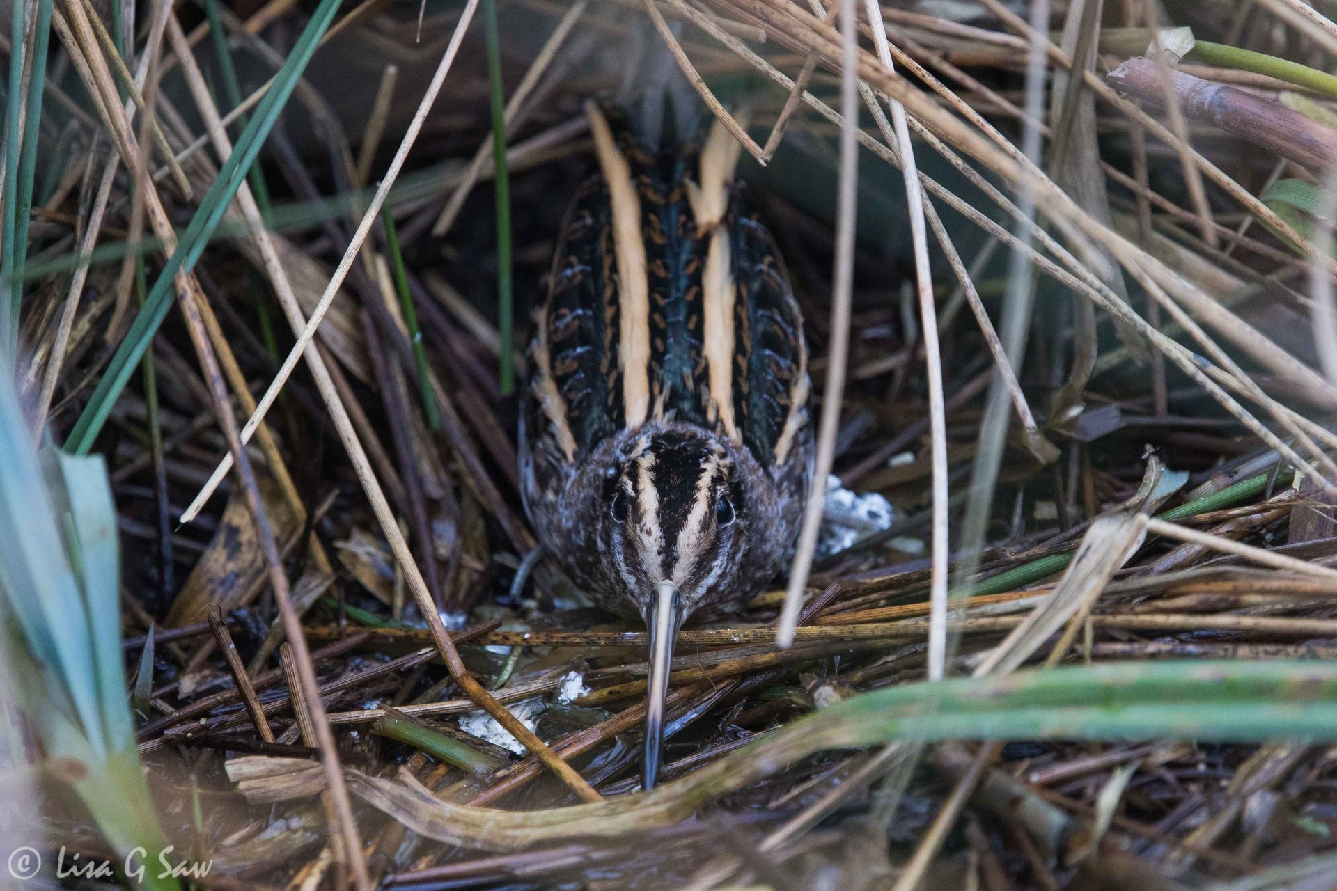 Jack Snipe hiding in reedbed
