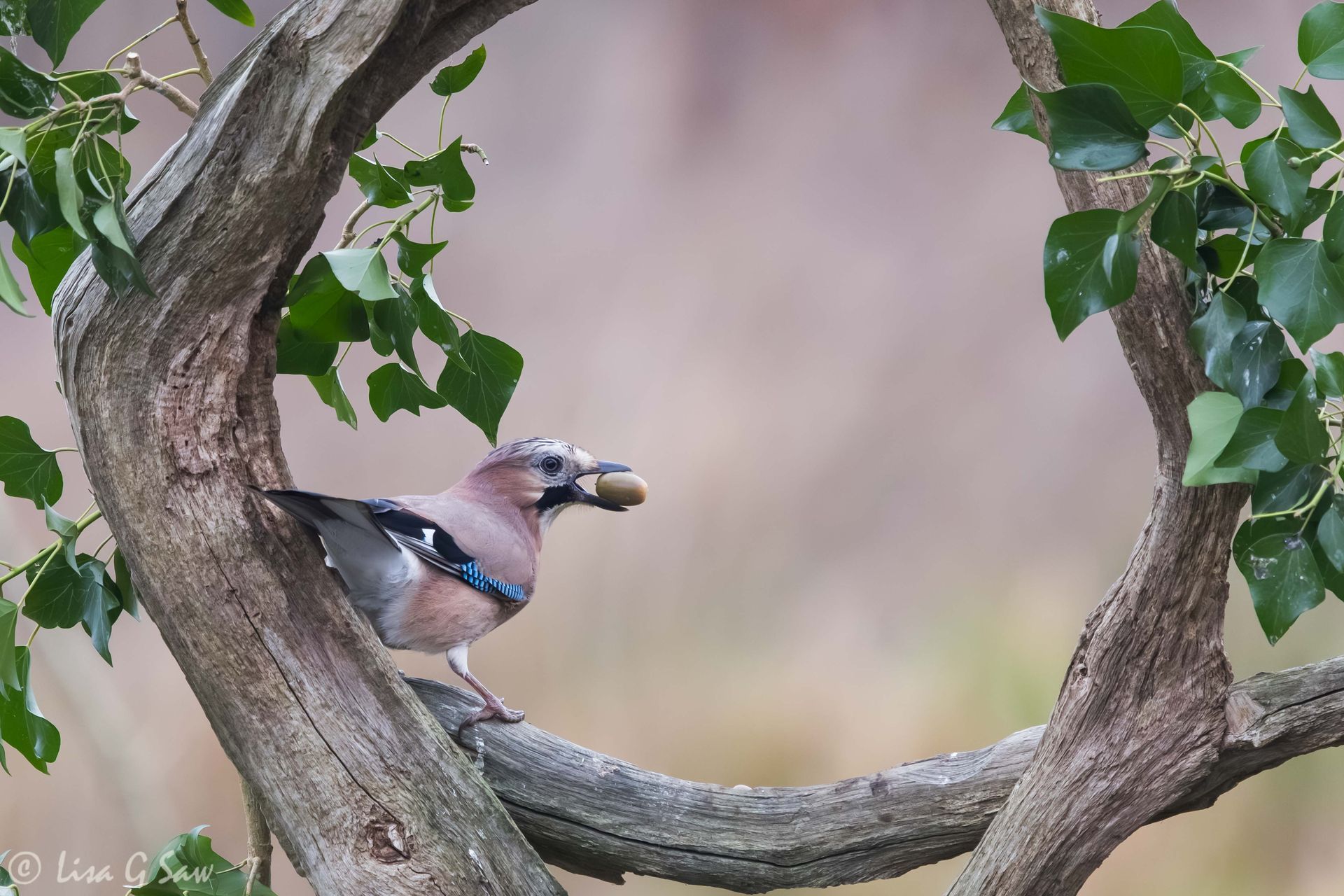Jay with a hazelnut in its beak