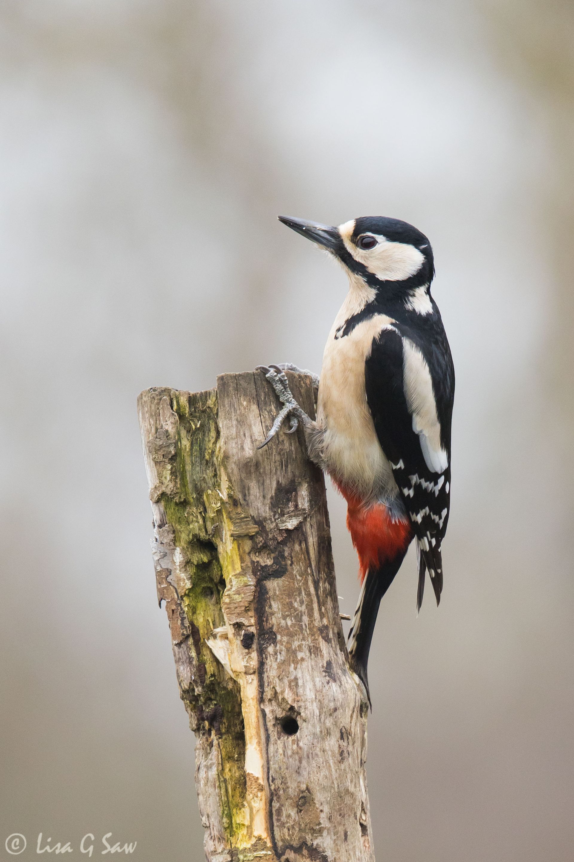 Female Great Spotted Woodpecker
