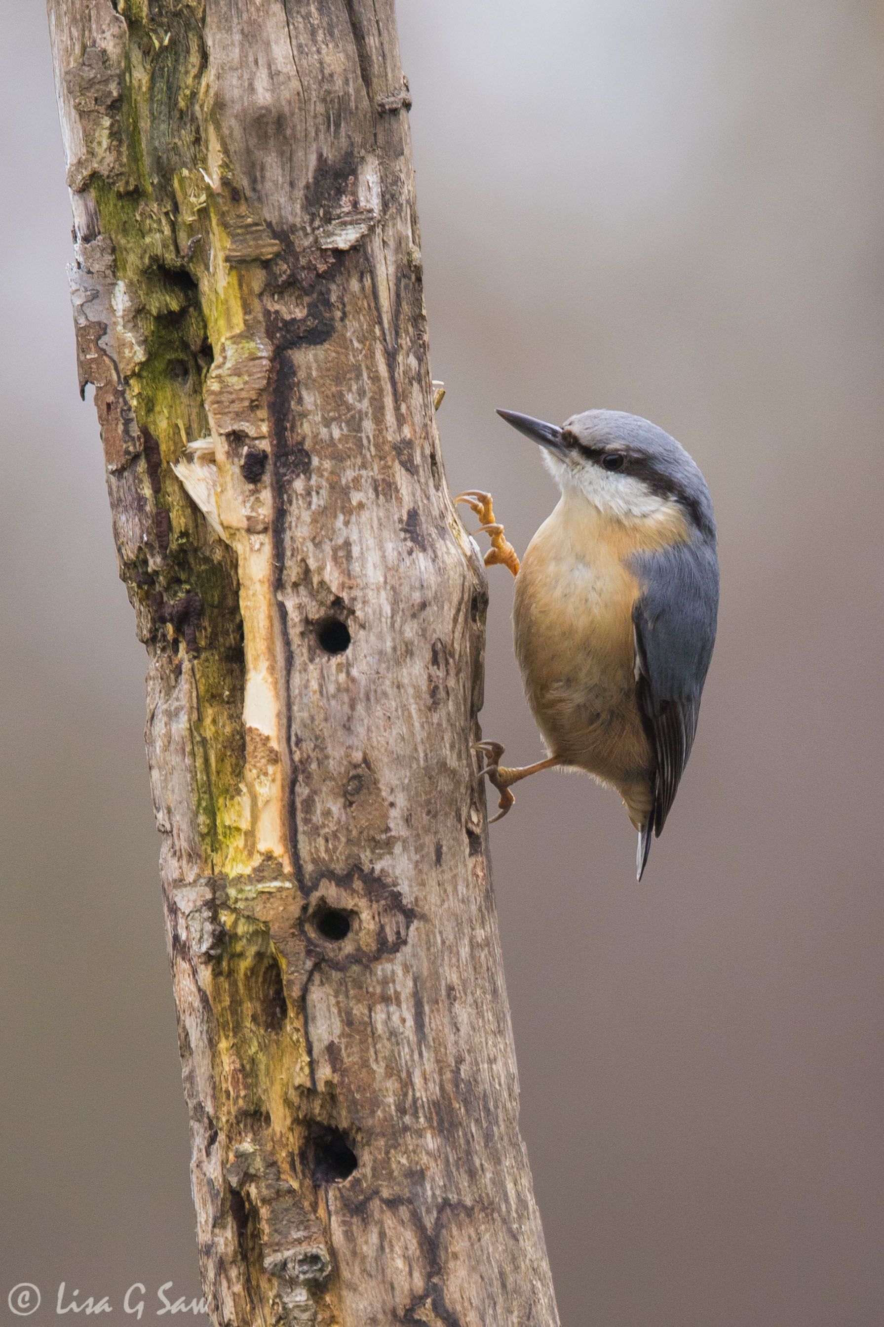 Nuthatch