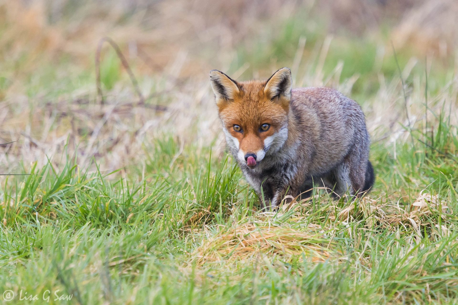 Fox with its tongue out