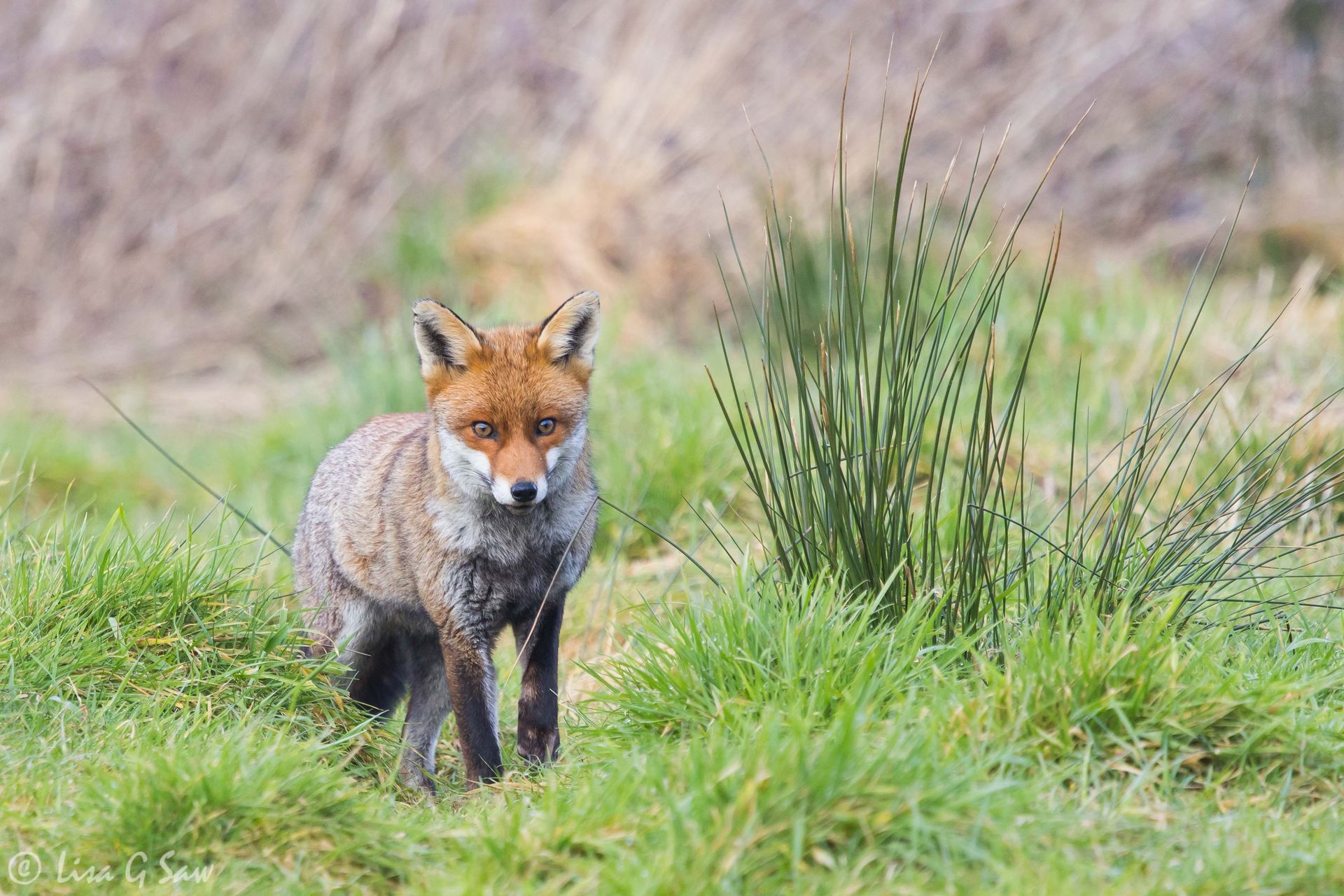 Fox next to tall grass tussock