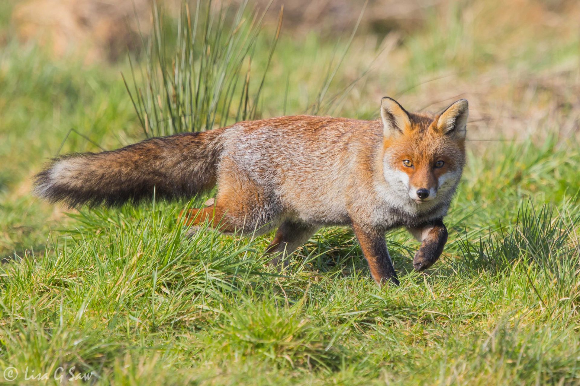 Healthy fox with bushy tail walking through grass