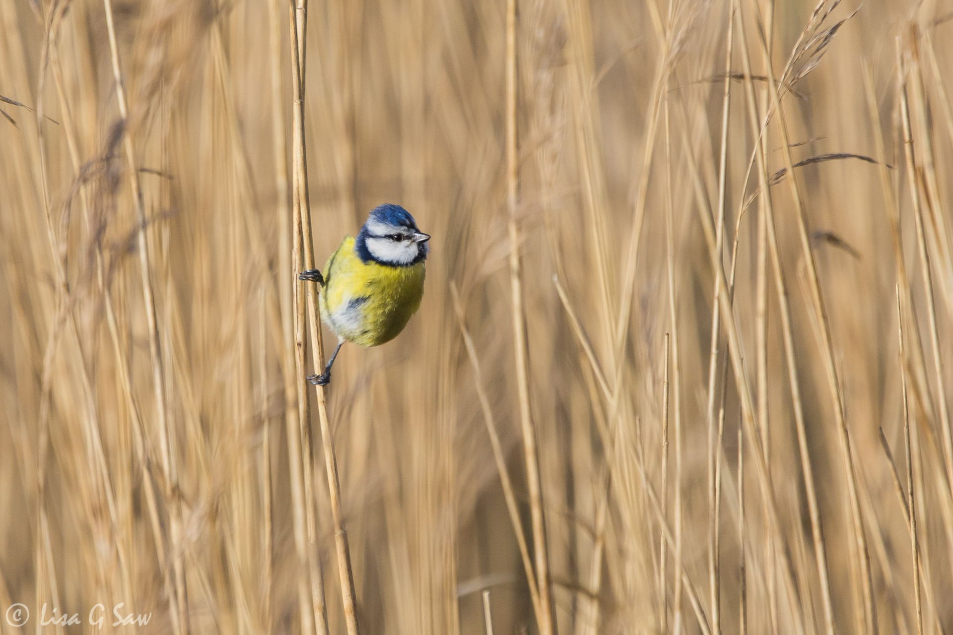 Blue Tit in amongst the reeds